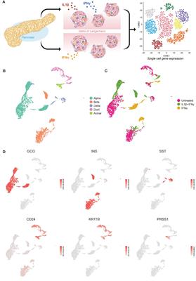 Single-cell transcriptomics reveals a role for pancreatic duct cells as potential mediators of inflammation in diabetes mellitus